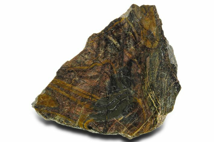 Polished Cambrian Stromatolite Fossil - Czech Republic #363060